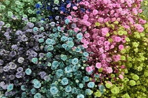 昭和村-カスミソウ染色体験