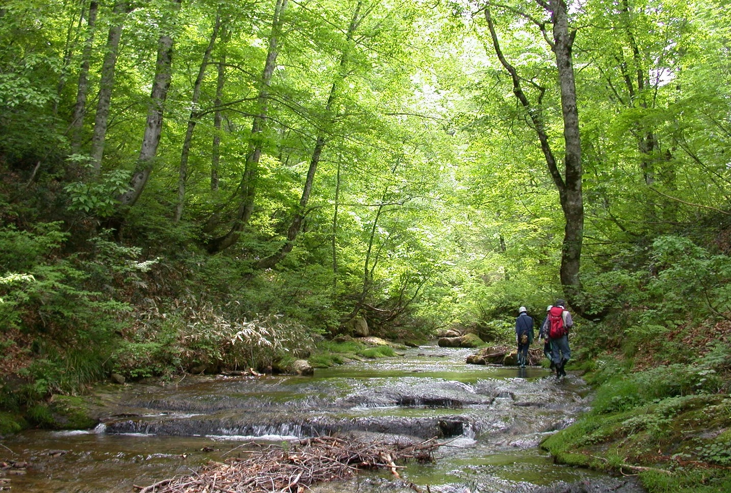 南会津観光体験　恵みの森