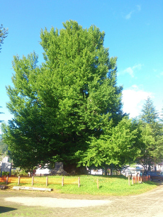 古町の大イチョウ　南会津町伊南地区