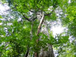 只見町　ブナ林