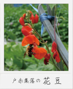 これぞ南会津ブランド！戸赤の花豆