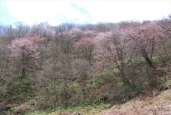 戸赤の山桜