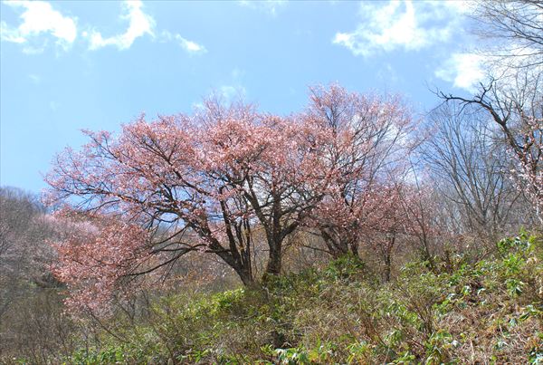 戸赤の山桜