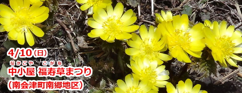 中小屋　福寿草まつり